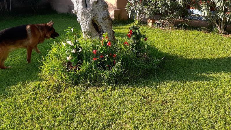 مونتيروني دي ليتشي Villa Girasole المظهر الخارجي الصورة